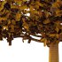 Carpinus Betulus Tree 01 - Thumbnail 4