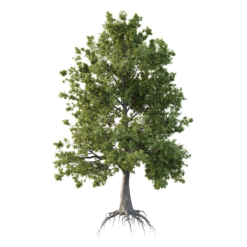 Spanish Moss Tree 04 - Image 1