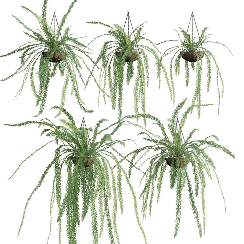 Nephrolepis - Image 1