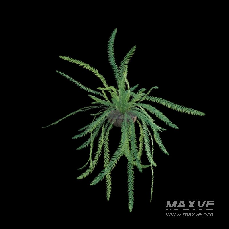 Nephrolepis - Image 6