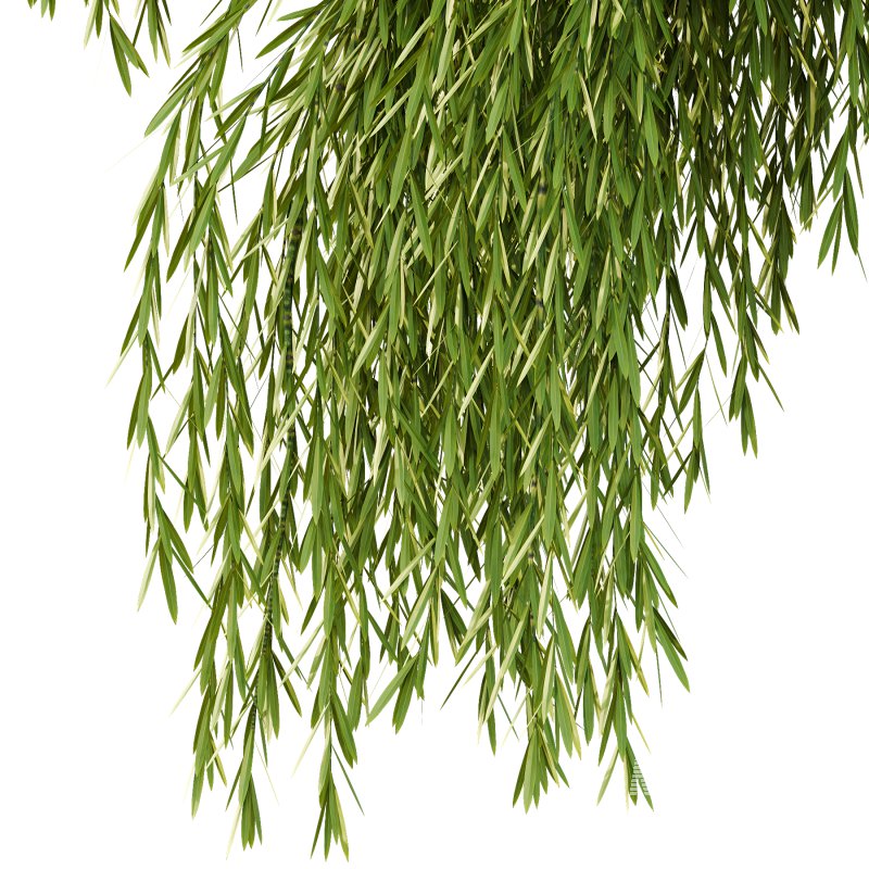 Weeping Willow Tree 04 - Image 3