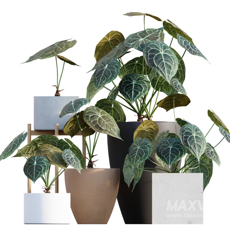 Anthurium clarinervium - Image 1