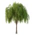 Weeping Willow Tree 04 - Thumbnail 1