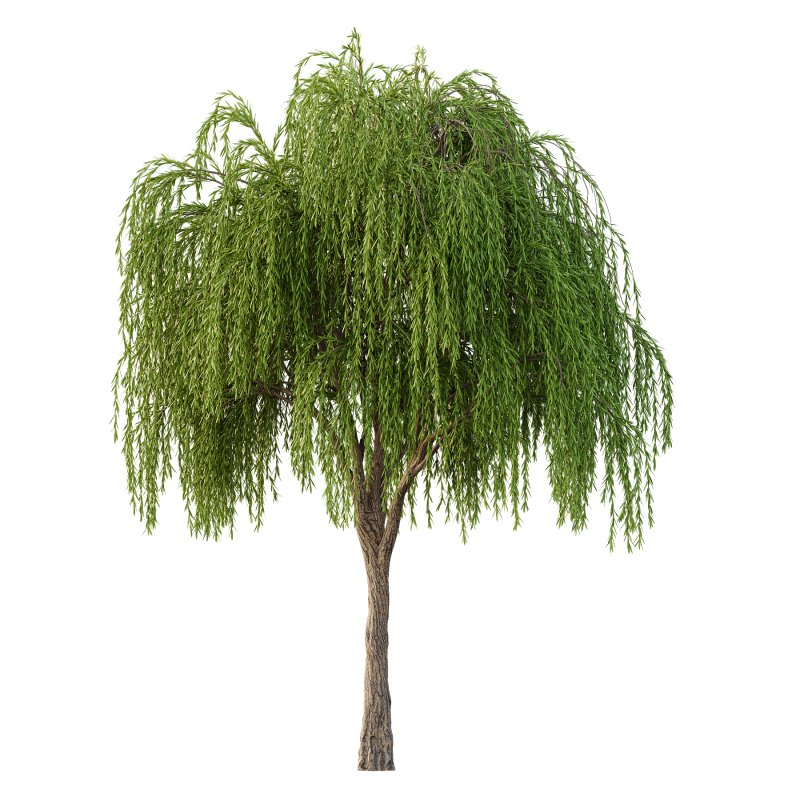 Weeping Willow Tree 04 - Image 1