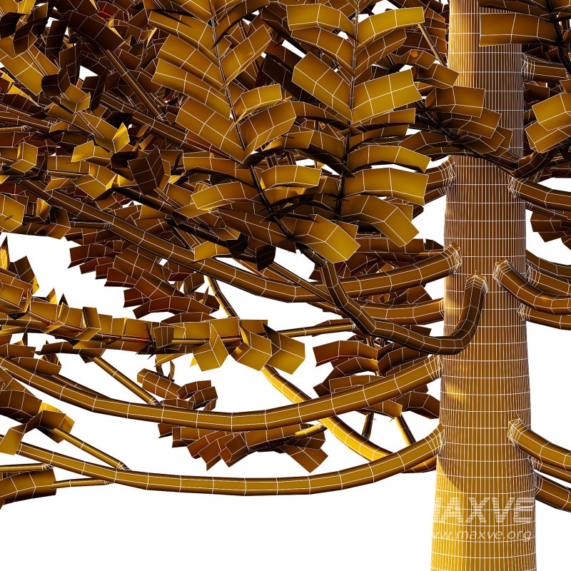 Carpinus Betulus Tree 03 - Image 4