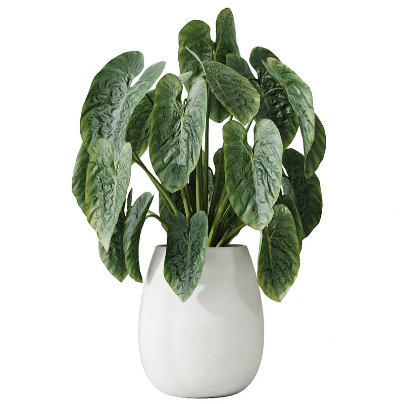 AV Indoor plants set 200 Mandarin Fruit Lemon Tree and Alocasia Jardin and Ficus Cyathistipula Fig and Mission Olive - Image 5