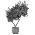 Olive Tree Indoor Plant Set.11 - Thumbnail 1