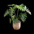 Philodendron bipinnatifidum – Philodendron selloum Split - Thumbnail 2
