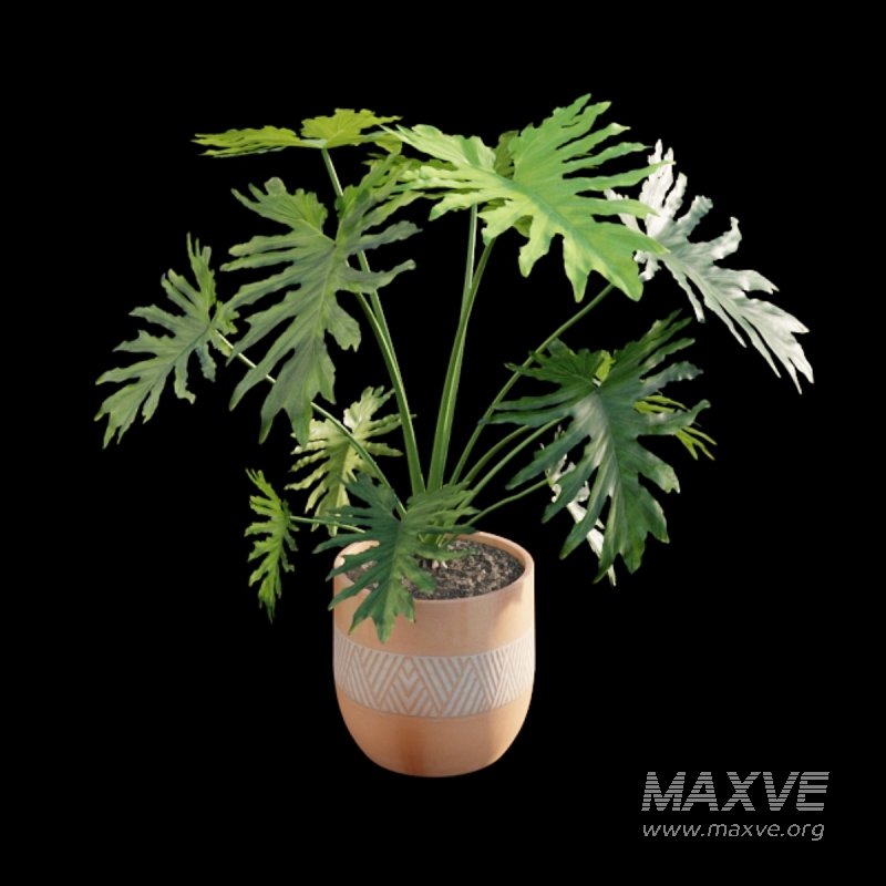 Philodendron bipinnatifidum – Philodendron selloum Split - Image 2