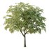 Cinnamomum burmannii Tree 04 - Thumbnail 3