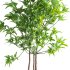 Potted Cone Indoor Plant Philodendron - Thumbnail 6