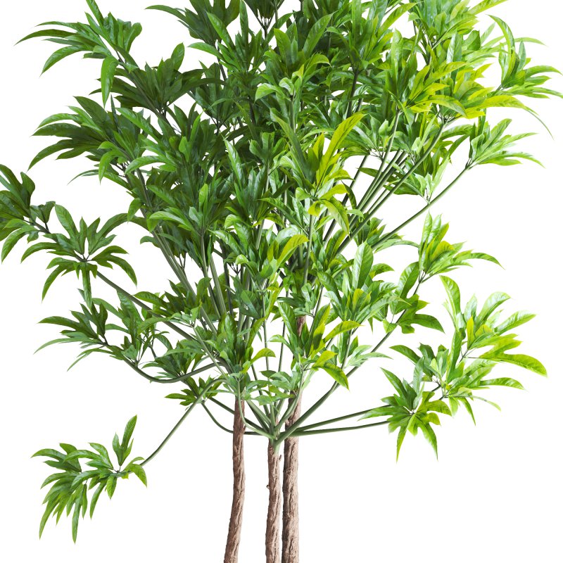 Potted Cone Indoor Plant Philodendron - Image 6