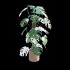 Monstera deliciosa Albo – Var - Thumbnail 6