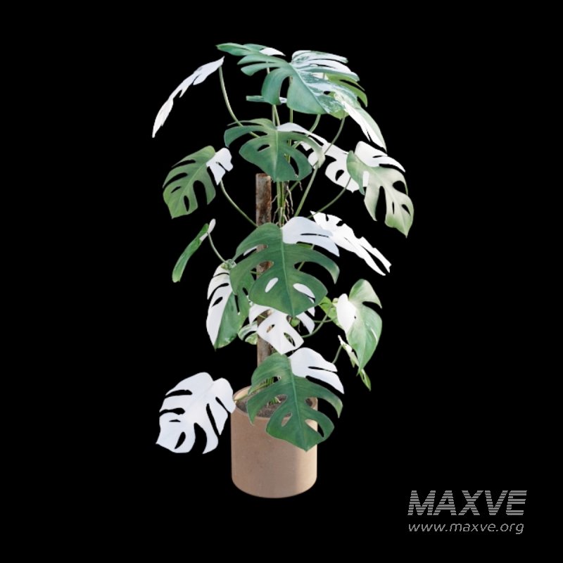 Monstera deliciosa Albo – Var - Image 6