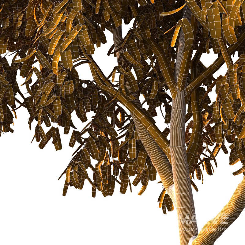 Cinnamomum burmannii Tree 01 - Image 6