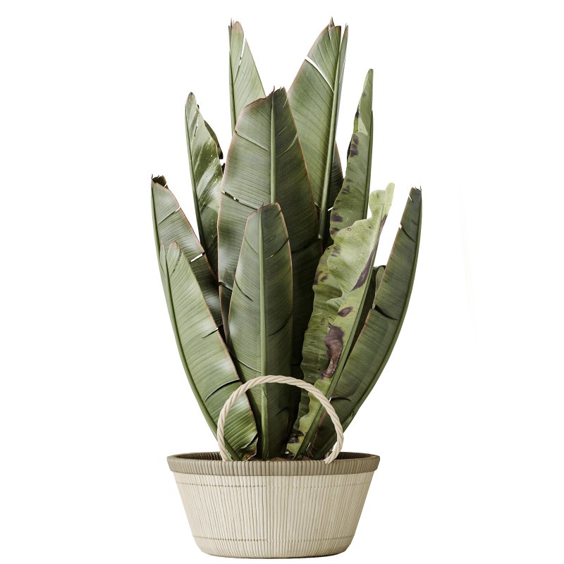 AV Indoor plants set 205 Ravenala Banana Strelitzia Nicolai Bird Of Paradise - Image 3