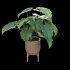 Philodendron undulatum - Thumbnail 3