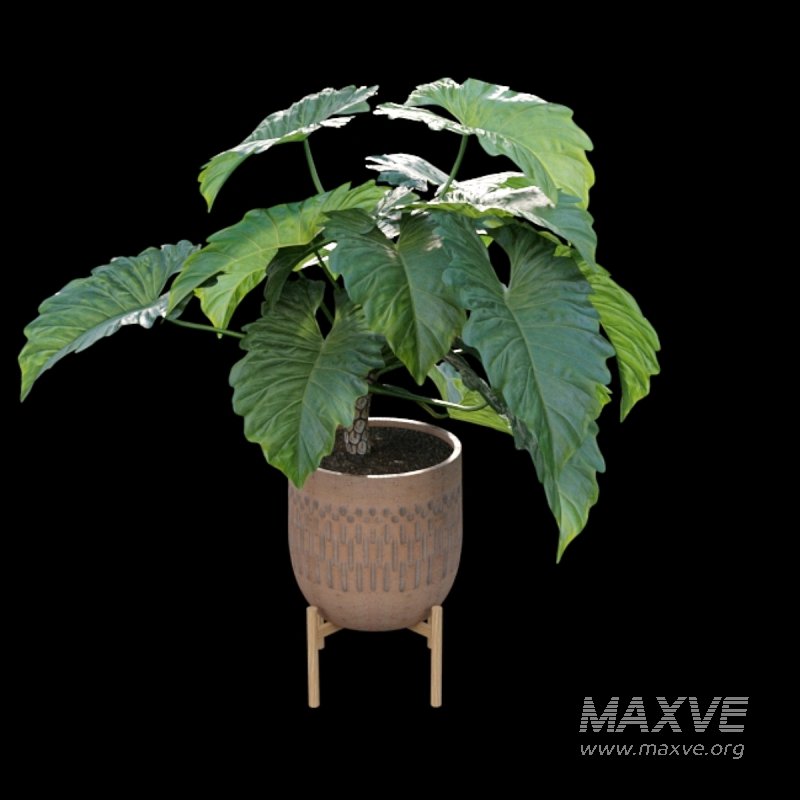 Philodendron undulatum - Image 3