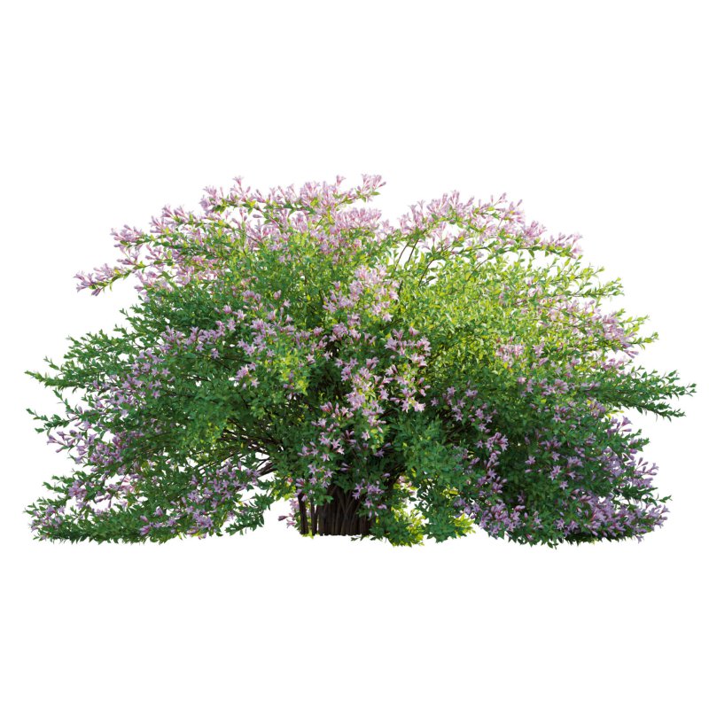 Weigela Florida 01 - Image 2