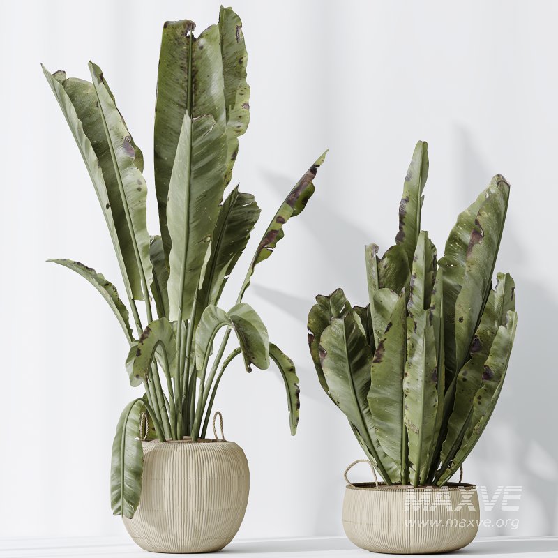 AV Indoor plants set 205 Ravenala Banana Strelitzia Nicolai Bird Of Paradise - Image 8