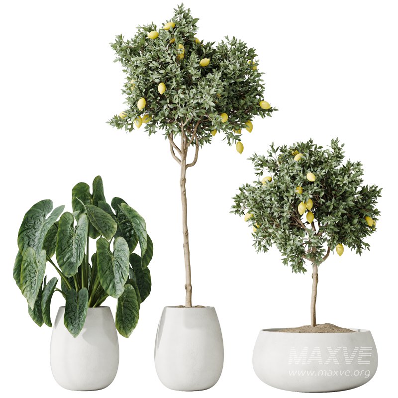 AV Indoor plants set 200 Mandarin Fruit Lemon Tree and Alocasia Jardin and Ficus Cyathistipula Fig and Mission Olive - Image 4