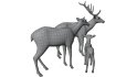 Deer Family - Thumbnail 17