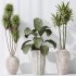 AV Indoor plants set 206 Mission Olive and Areca Palm and Yucca Elephantipes and Calathea Lutea and Dracaena Warneckii - Thumbnail 8