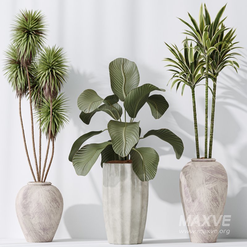 AV Indoor plants set 206 Mission Olive and Areca Palm and Yucca Elephantipes and Calathea Lutea and Dracaena Warneckii - Image 8