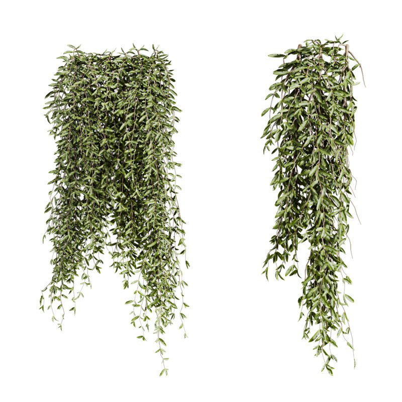 ivy plants - Image 4