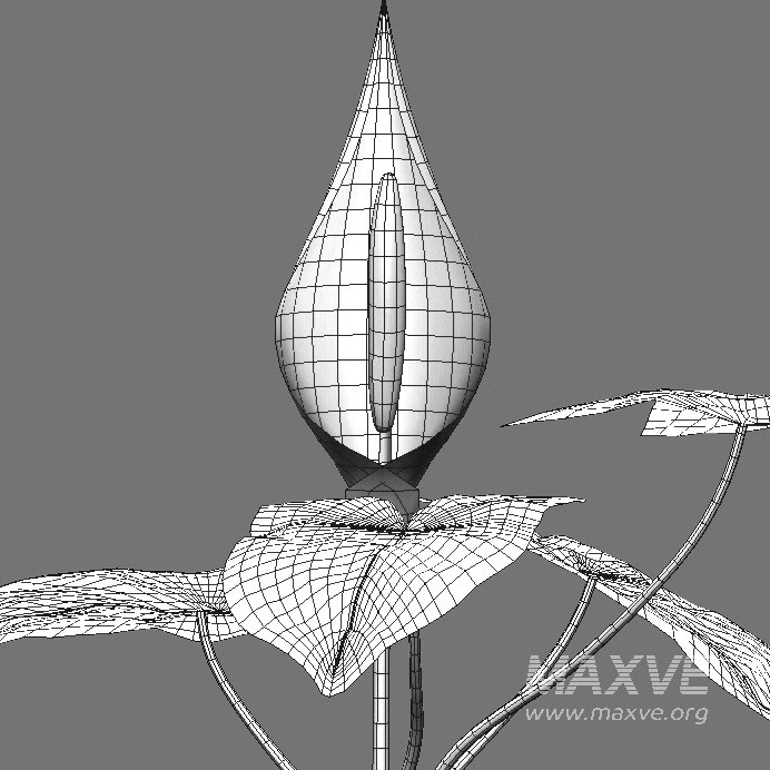 Arum maculatum – Lords and ladies – 02 - Image 4