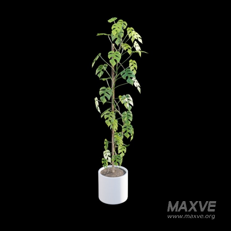 Rhaphidophora tetrasperma – Mini Monstera - Image 5