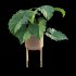 Philodendron subincisum - Thumbnail 3