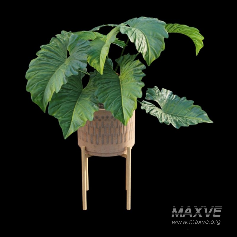 Philodendron subincisum - Image 3