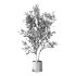 Olive Tree Indoor Plant Set.29 - Thumbnail 1