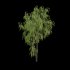 Salix babylonica – Weeping Willow 02 - Thumbnail 4