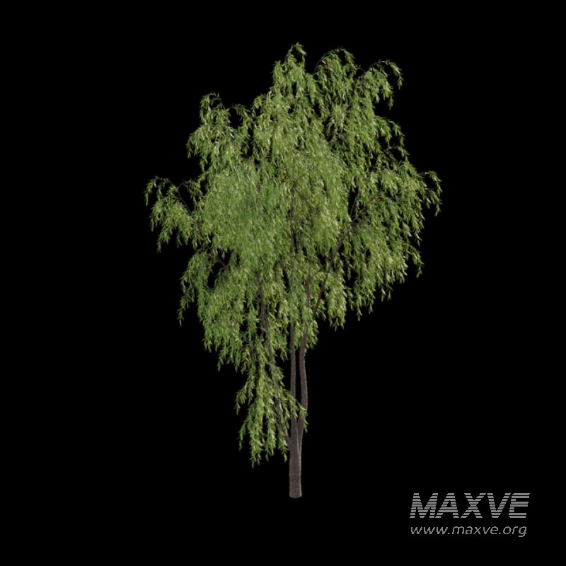 Salix babylonica – Weeping Willow 02 - Image 4
