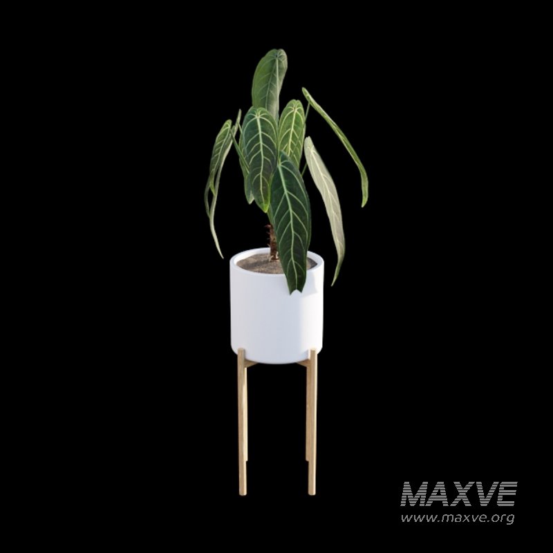 Anthurium warocqueanum - Image 6