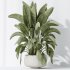 AV Indoor plants set 203 Yucca Aloifolia Rostrata Palm and Olive Eucalyptus and Banana Strelitzia Nicolai and Briful Pachira Aquatica - Thumbnail 5
