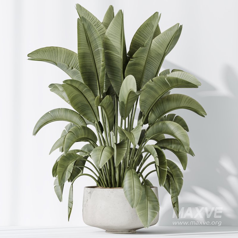 AV Indoor plants set 203 Yucca Aloifolia Rostrata Palm and Olive Eucalyptus and Banana Strelitzia Nicolai and Briful Pachira Aquatica - Image 5