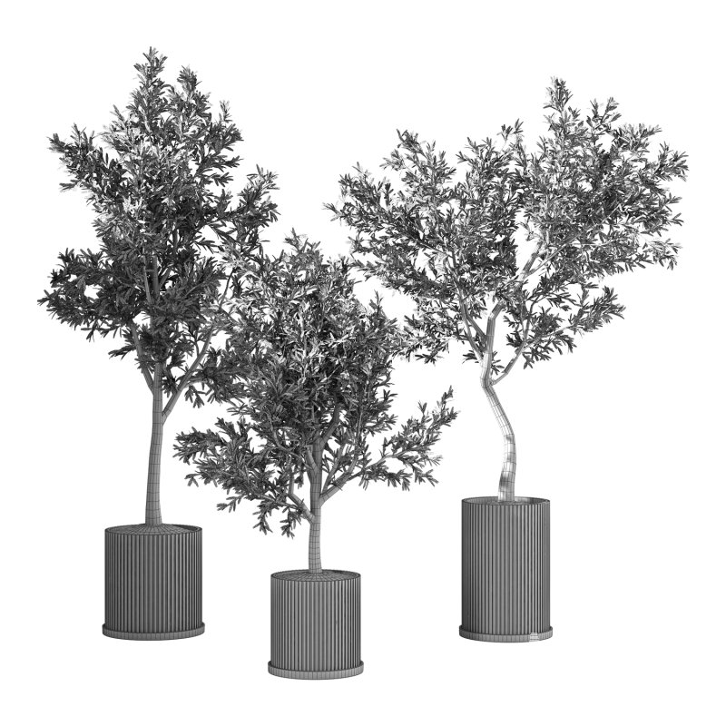 Olive Tree Indoor Plant Set.9 - Image 2