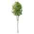 Betula Pendula Tree - Thumbnail 1