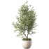 Olive Tree Indoor Plant Set.18 - Thumbnail 1