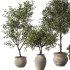 Olive Tree Indoor Plant Set.13 - Thumbnail 2