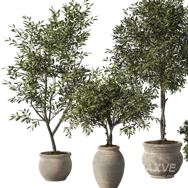 Olive Tree Indoor Plant Set.13 - Image 2