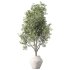 Olive Tree Indoor Plant Set.24 - Thumbnail 3