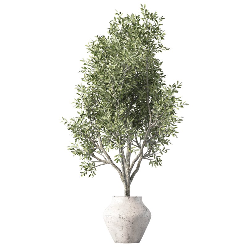 Olive Tree Indoor Plant Set.24 - Image 3
