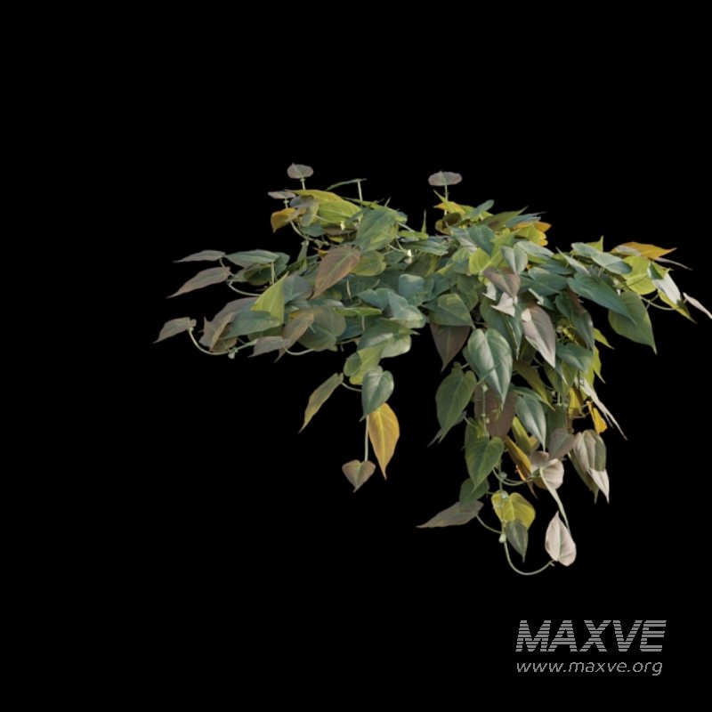 Philodendron Scandens Micans - Image 6