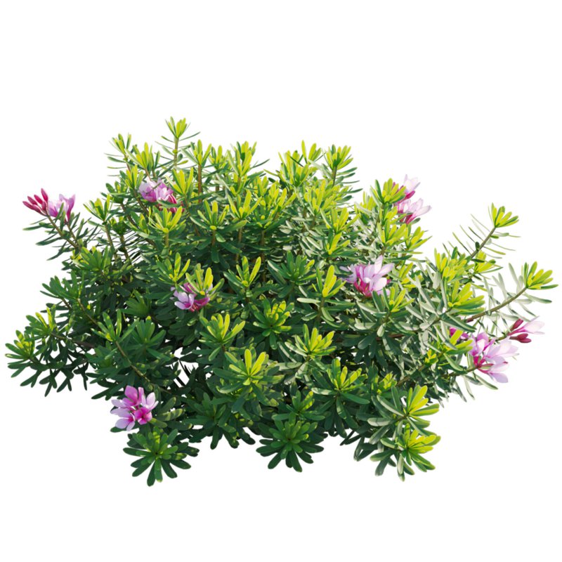 Daphne arbuscula – Shrubby daphne 01 - Image 3