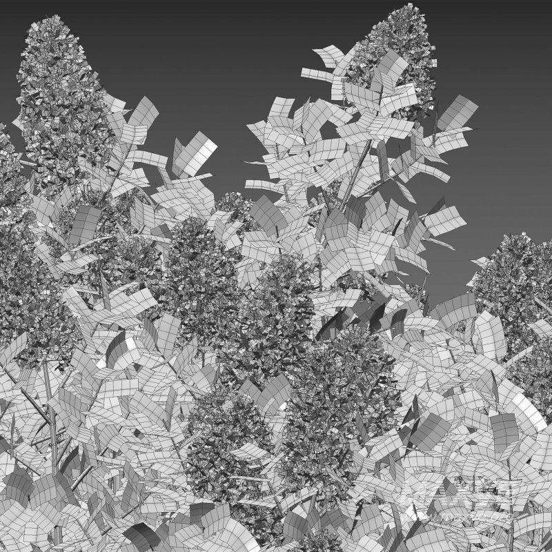 Cotinus coggygria – Smokebush 01 - Image 4