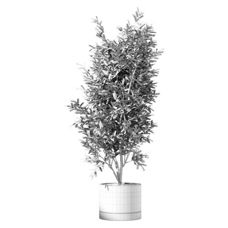 Olive Tree Indoor Plant Set.19 - Image 3